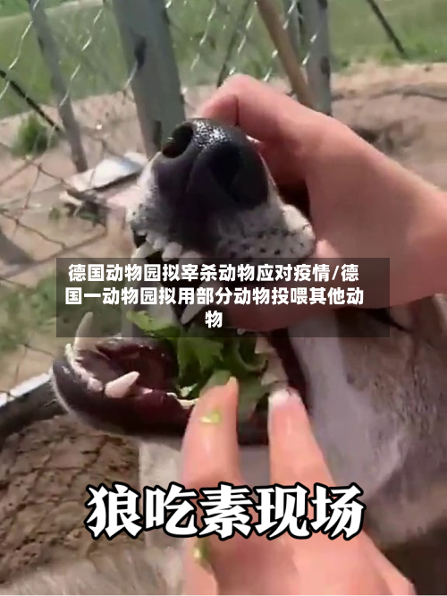 德国动物园拟宰杀动物应对疫情/德国一动物园拟用部分动物投喂其他动物-第2张图片
