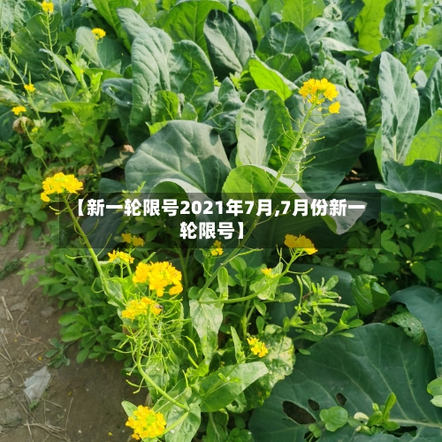 【新一轮限号2021年7月,7月份新一轮限号】-第1张图片