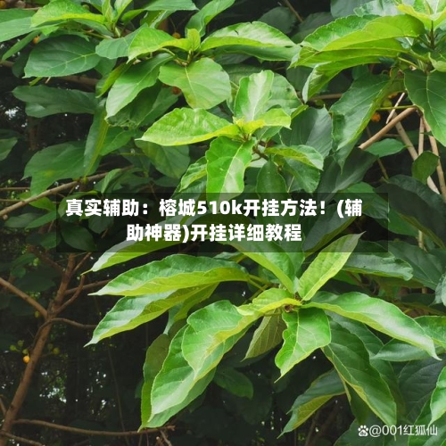 真实辅助：榕城510k开挂方法！(辅助神器)开挂详细教程-第3张图片